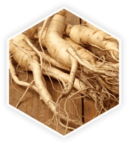 Panax Ginseng