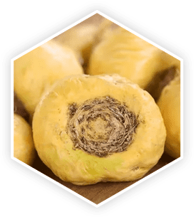 Nettle Root